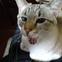 竹たけかけた (@0kvqrsceabpibzx) 's Twitter Profile