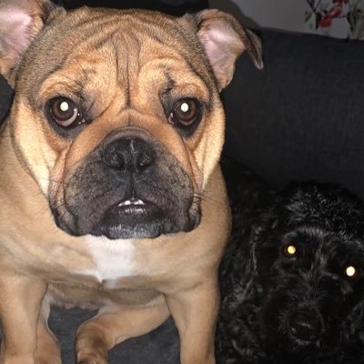 sparklytoaster's profile picture. Im Sparkly like my toaster - that is all - actually my toaster needs a wipe over, so it’s quite dull at present