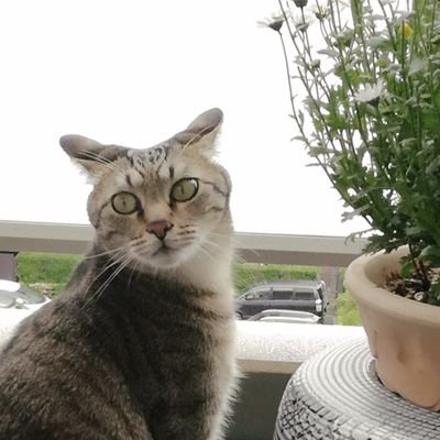 nkmidoriphis's profile picture. TUS-i (junior）
Arch Linux user ; ぱそこんすき
インフラとデータ分析・AIに興味があります