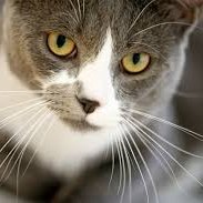 goluboknadezda's profile picture. Hello, I am a biology teacher from Ukraine
#StopWar
👽