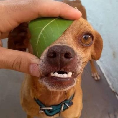 Trippy77291166's profile picture. dont give a fuck