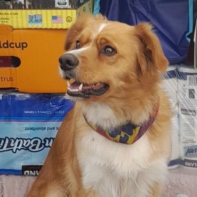 Lwolfking1's profile picture. 