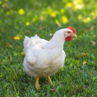ZARIA ENTERPRISE (PTY) LTD| we sell live and slaughterd chicken to individual customers and resellers around wolmaransstad| EMAIL:enterprisezaria@gmail.com