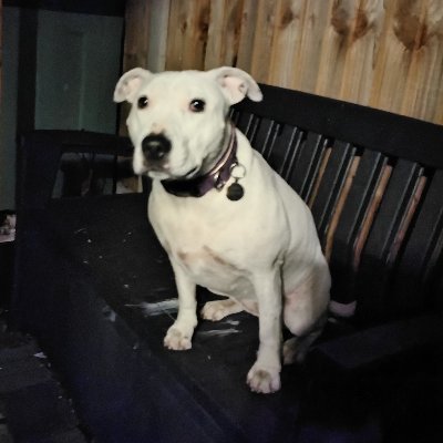 50% English Bull Terrier
50% Staffordshire Bull Terrier
100% Deaf