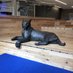 Lazy Wildcat Statue (@lazyukcatstatue) Twitter profile photo Lazy Wildcat Statue (@lazyukcatstatue) Twitter profile photo