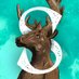 Stag Alliance | CNFT 🦌 (@StagAlliance) Twitter profile photo