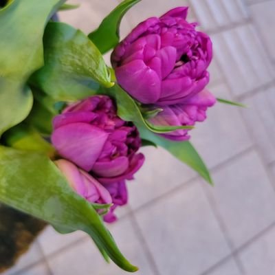 花らぶ、月らぶ。
元花屋。舞台のお仕事ほか、黒Tジーンズ、割烹、茶葉屋、最近アクセサリー屋さんもしてます(笑)
お花と紫とプリンとドーナツは世界を救う。日本酒、ミスド、カルディ、久世福商店、久原LOVER♡
@疾駆猿の中の人(今年は鍵外してます、お返事は気まぐれ)
一日店長:9/21