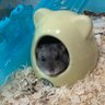 hamu_hamu_ai's profile picture. ハムスター飼ってます。夢はバトルアリーナへ共に参加すること。　デュエプレアカ。昔は紙もやってました。DM、DZ。大阪。公認🥇2回 #BEANS