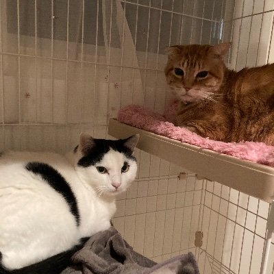 man_owata's profile picture. たまにガンシューやSTGやってる千葉県在住の中年です。昔やってたゲーム:FE、メタルスラッグ、ゴ魔乙など。妻と娘(4歳)と息子(1歳)と猫2匹います