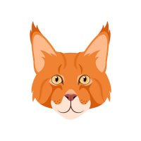 A random cat (@wool_yeah) 's Twitter Profile