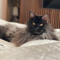 SabinaA (@asabinaaa) 's Twitter Profile