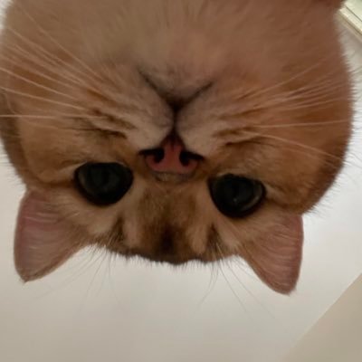 Vさんのプロフィール画像