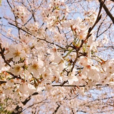 コラットさんのプロフィール画像
