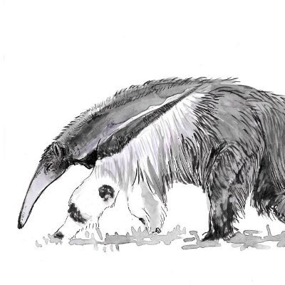 0xAnteater Profile Picture