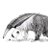 Anteater