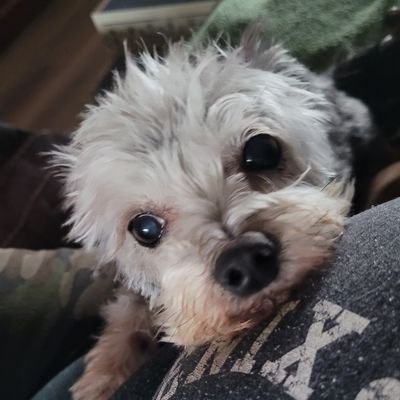 AZLadypatriot's profile picture. #Trump2024 🇺🇸 I love this country, God fearing, rescue dogs 🐕 and support TRUMP 100%!!! 🇺🇸🇺🇸🇺🇸