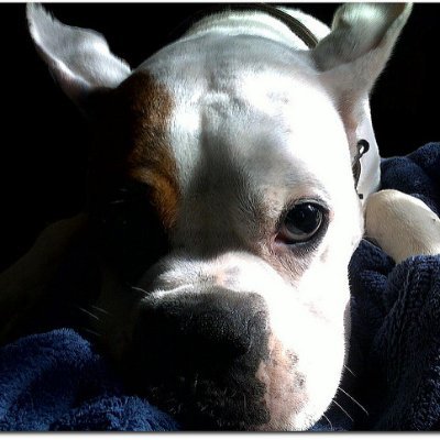 USAF1975's profile picture. Patriot/Retired USAF/ Church of Jesus Christ of Latter Day Saints/ Cardinals, Chiefs, Blues, Illini fan. Supporter of Israel.