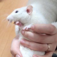 ふぁむ🐀(@fancyratrat) 's Twitter Profile Photo