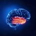 Functional Neuroscience Laboratory (@upo_alzheimer) Twitter profile photo Functional Neuroscience Laboratory (@upo_alzheimer) Twitter profile photo