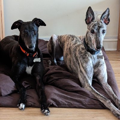 Maya (brindle) and Alice, two ex-racers enjoying retirement on whichever of the sofas we can have most space on - i.e. all of them! Masters to @bjhemmings