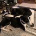Nellie and Rosie 🌈 (@rosiewrinkles) Twitter profile photo Nellie and Rosie 🌈 (@rosiewrinkles) Twitter profile photo