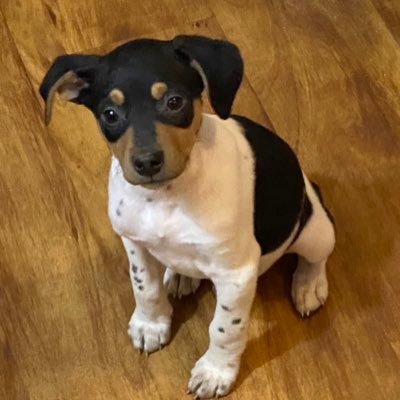 shinyobjekt's profile picture. best doggone puppy in the south.