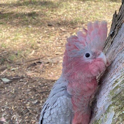 NiaRadioNetwor5's profile picture. 