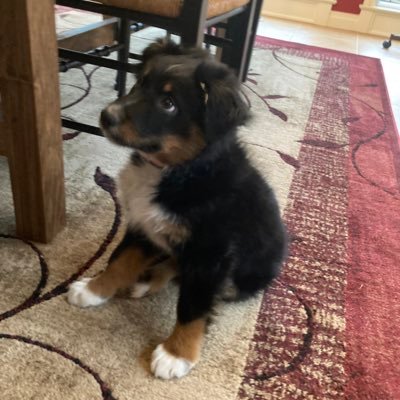 I am an Australian Shepherd I am  13 weeks old my name is Charlie after the famous Baylor quarterback. I’m nicknamed Bear because I look like a little bear. 🐻