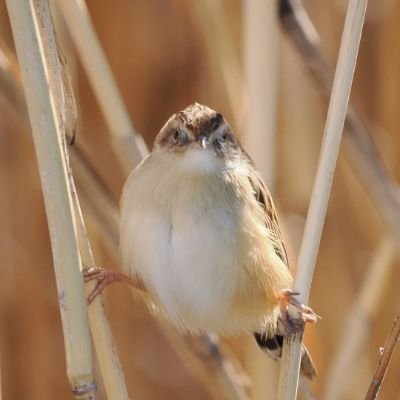 野鳥観察７年目です。たくさんの野鳥に会ってみたいです。