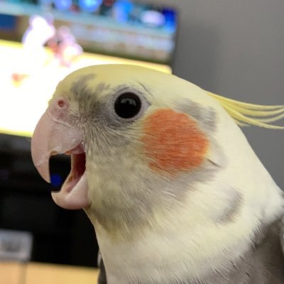 pastabird_ Profile Picture