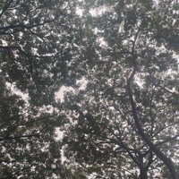 Surya (@suryeeeah) 's Twitter Profile