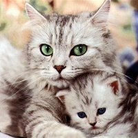 🍄 Maddy 🐾🐾 (@maddyson2021) 's Twitter Profile