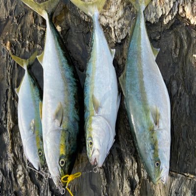 dassan891's profile picture. #釣り #デリカD5 #准看護師 釣垢に修正〜釣りばっか行ってる看護師アングラー！休みは8割型釣りwデリカ見たら私と思ってw 芝は別垢でする！こちら→@sibatm9