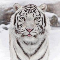 Blitzy (@imblitzeh) 's Twitter Profile
