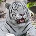 Radiatus_Tiger (@radiatustiger) Twitter profile photo Radiatus_Tiger (@radiatustiger) Twitter profile photo