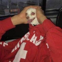 Alvin Flang (@d0min0v4) 's Twitter Profile