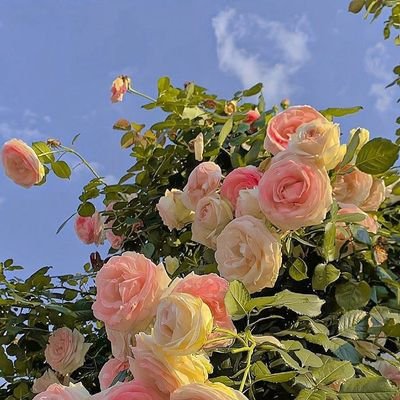 Beos00024161's profile picture. 