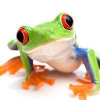 井の中の蛙 (@applied) 's Twitter Profile