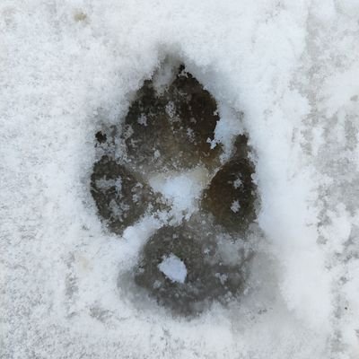 MasterCooligan3's profile picture. Prezirem crvene, popove, bacace pikavaca,  Nolove fanove i konzumente Vecernjih novosti.