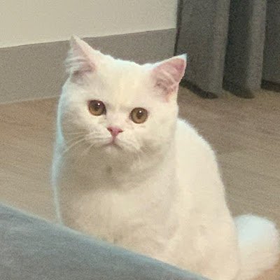 codingqueen123's profile picture. 