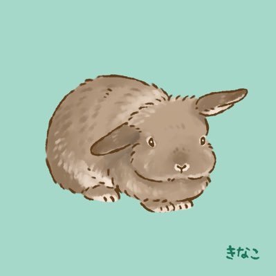 11月18日生(3歳)⭐︎ホーランドロップ♀⭐︎ラルビッツ⭐︎ #うさぎ好きさんと繋がりたい⭐︎JCRAウサギマスター検定3級⭐︎#バニーズエンターテインメント⭐︎飼い主はドラムも叩きます🥁