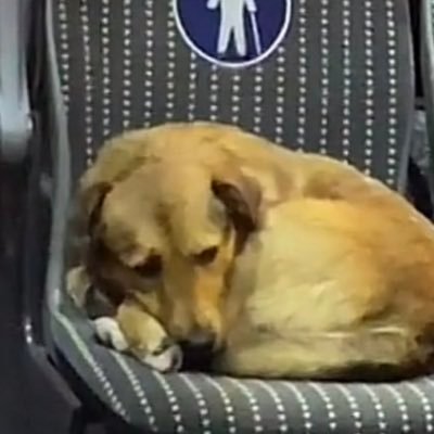 Likikos's profile picture. 