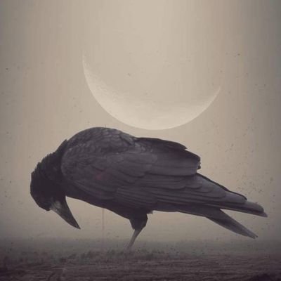 JohanFarvacque's profile picture. 