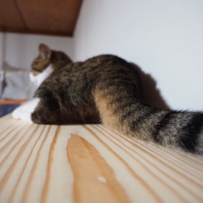ねこさんのプロフィール画像