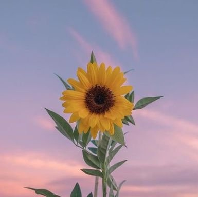 🌻