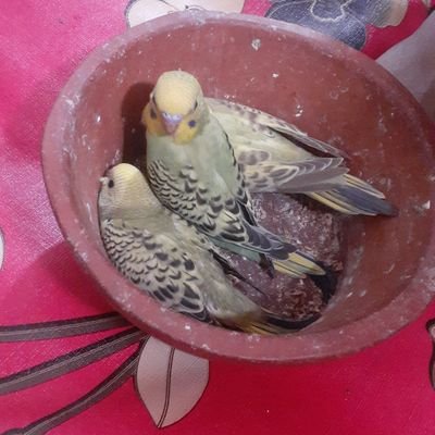 manikkhan01601's profile picture. Respect