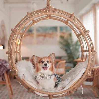 Welcome to @corgi
We Share daily #corgi Dog Content
Follow Us If You Really love @corgi