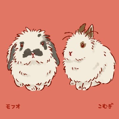 こむぎ(🐰2019.03生まれ♀) と暮らしています✨ 実家にミミちゃん(@XgKPeKQ3xL43e8p)お月様組はモフオ🐰、ぴーたん🐹、きいちゃん🦜、ぷっぷとぷぷちゃん🐰 ヘッダーはおめめさん(@omemegane33)✨アイコンはゆきちーの召使いさん(@YuKi_Usagi)✨