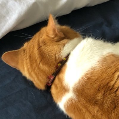 sokoku_cat Profile Picture