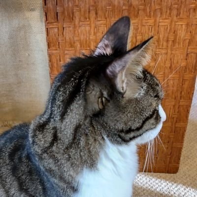 barlesque222's profile picture. ファイナルファンタジー14始めました🐦食べ歩きと植物たまに猫カフェ🐆映画と喫茶🫖🍰ハンターの話は興味深い🍖

シノアリス 2019年1月開始〜エンディングまで😺ポケラボよ永遠に🌟
アッサム猫🐱マンダリン猫🐱
アールグレイ猫🐱
🎸ミンソサ🕵️🐶🦑🫖r星の欠片✨